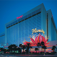 Flamingo